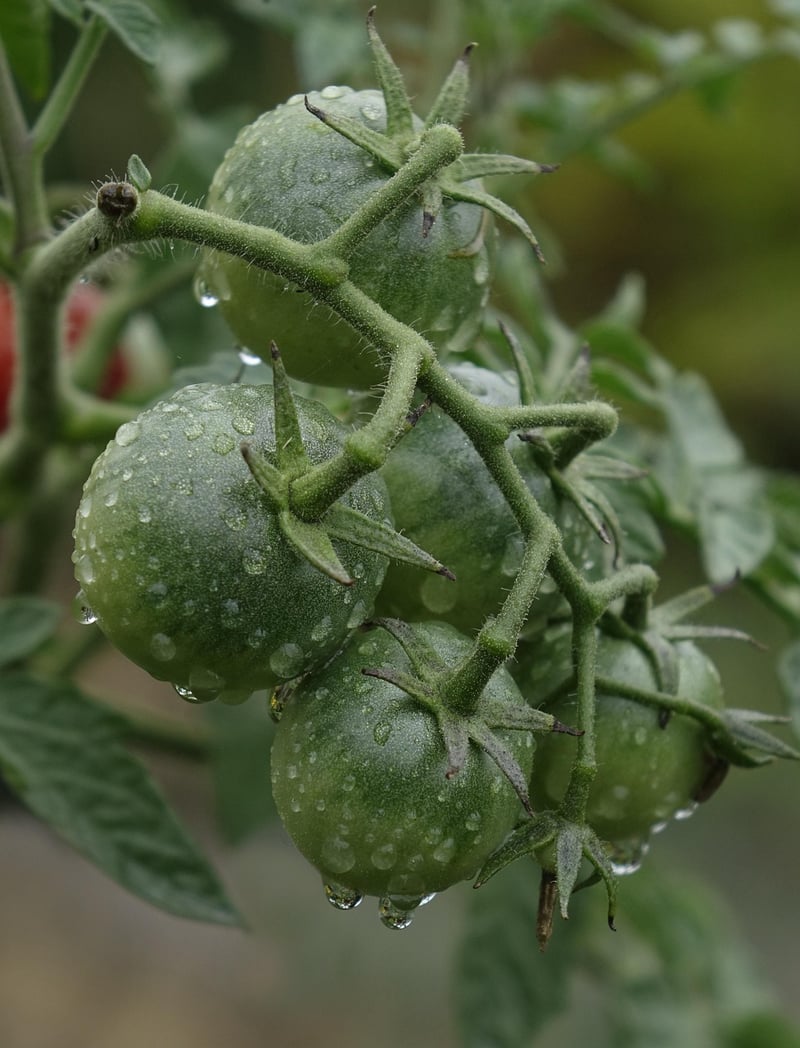 Tomatoes
